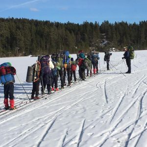 Bøler på skitur i rekke